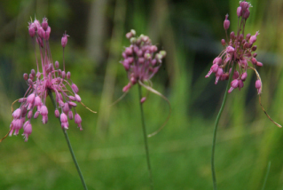 Allium carinatum pulchellum bestellen